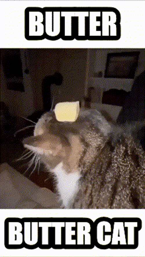 Butter Cat GIF