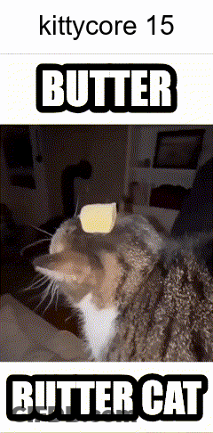 Butter Cat With Butter On Head GIF