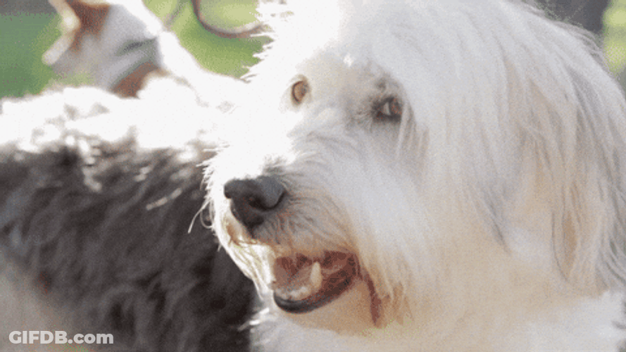 Butter Dog Panting GIF
