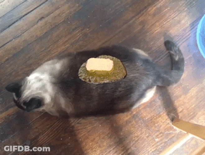 Butter Hungry Fat Cat GIF