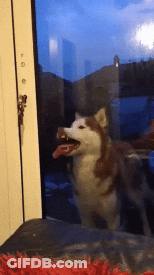 Butter Husky Dog Licking Glass GIF