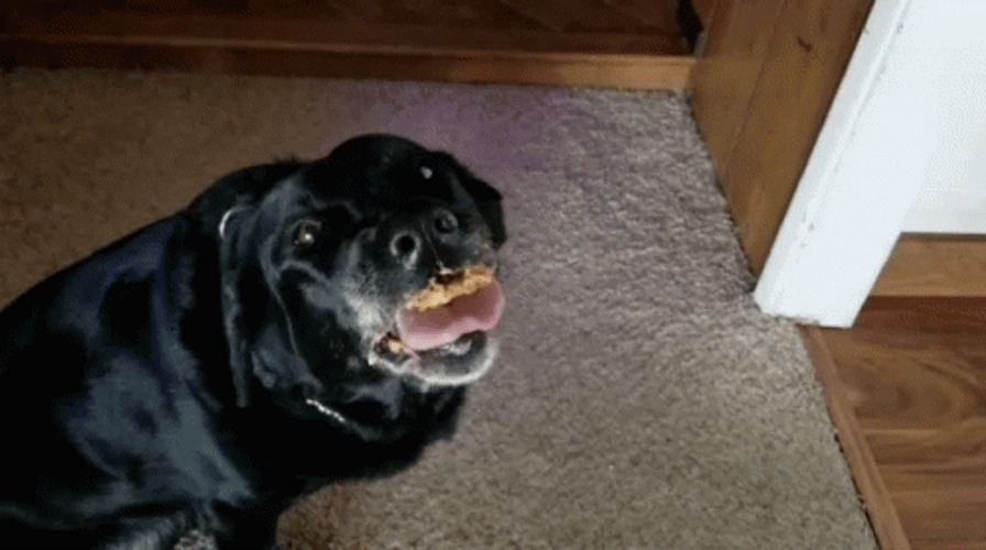 Butter Stick To The Teeth Of  Dog GIF