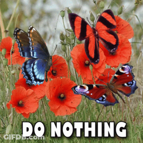 Butterflies Do Nothing GIF