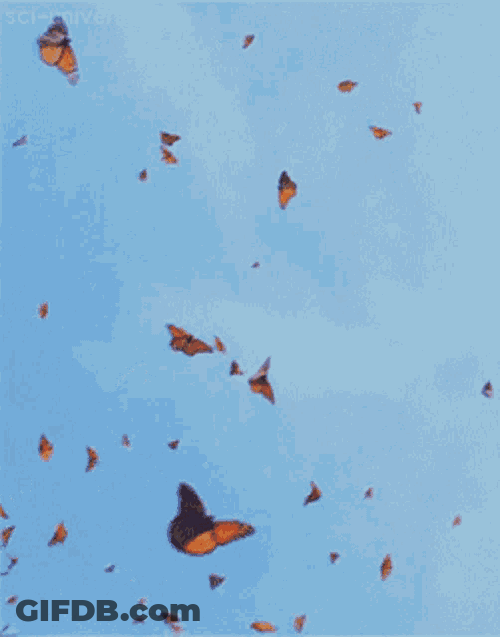 Butterflies Flying GIF