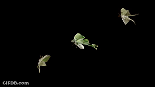 Butterflies Flying In The Dark GIF