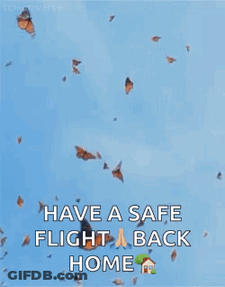 Butterflies Flying With Have A Safe Flight GIF