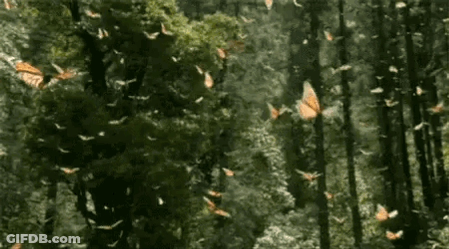 Butterflies GIF