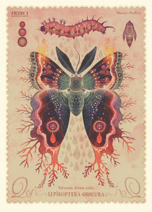 Butterflies Sketch Tuesday GIF