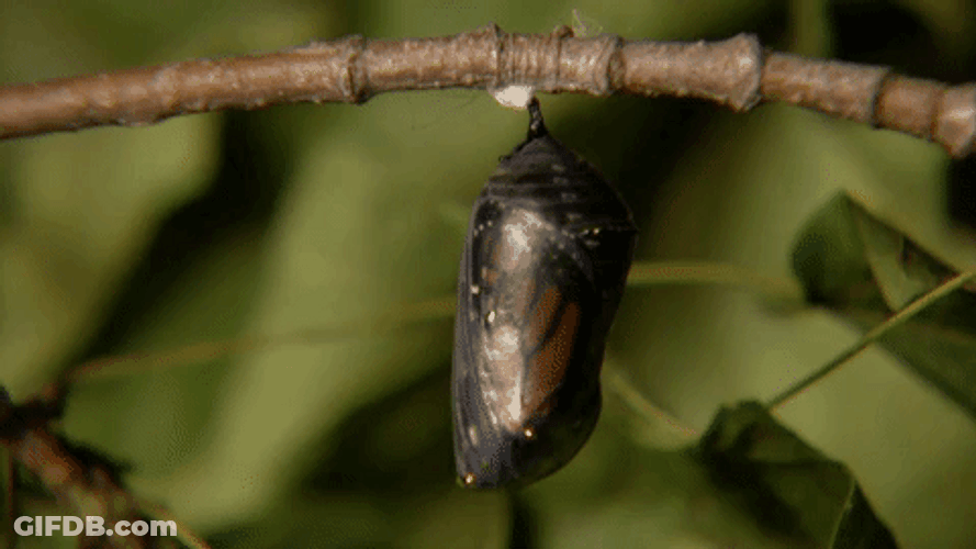 Butterfly Emerging From Chrysalis GIF