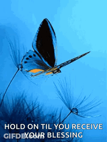 Butterfly Flying Over Dandelion Hold On Till You Receive Your Blessing GIF