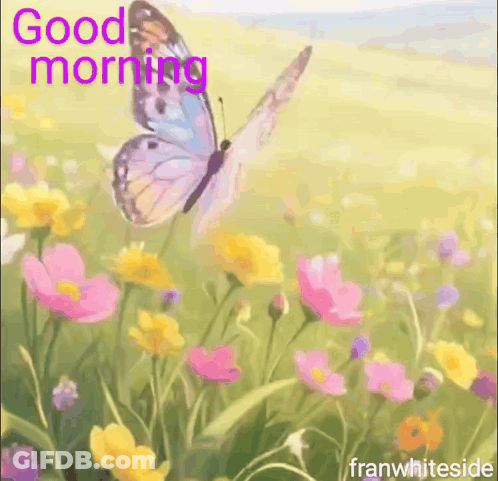 Butterfly Flying Over Field Of Flowers Good Morning GIF
