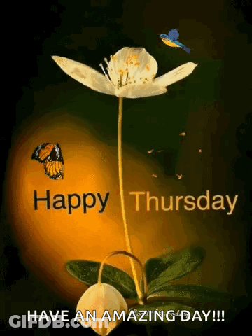Butterfly Flying Over Flower Happy Thursday Have An Amazing Day GIF