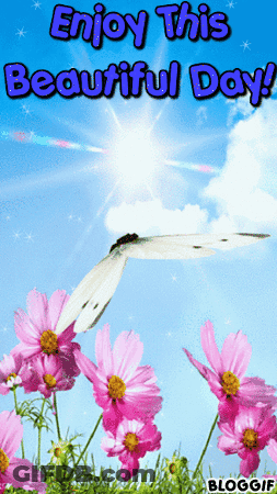 Butterfly Flying Over Pink Flowers Enjoy This Beautiful Day GIF