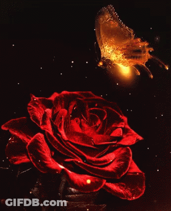 Butterfly Flying Over Red Rose GIF