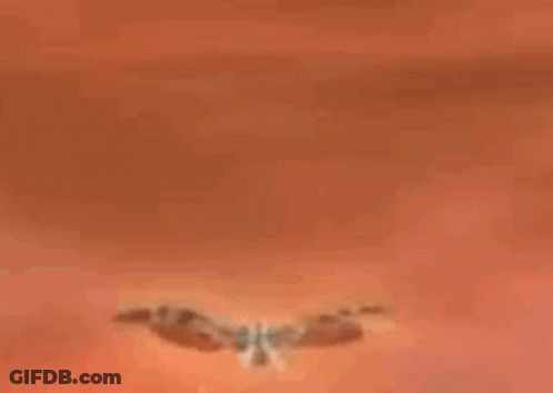 Butterfly Flying With Wings Spread GIF