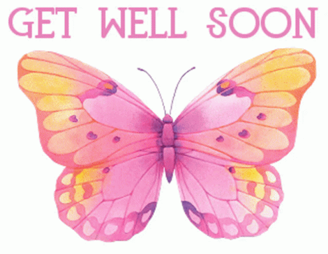 Butterfly Get Well Soon GIF