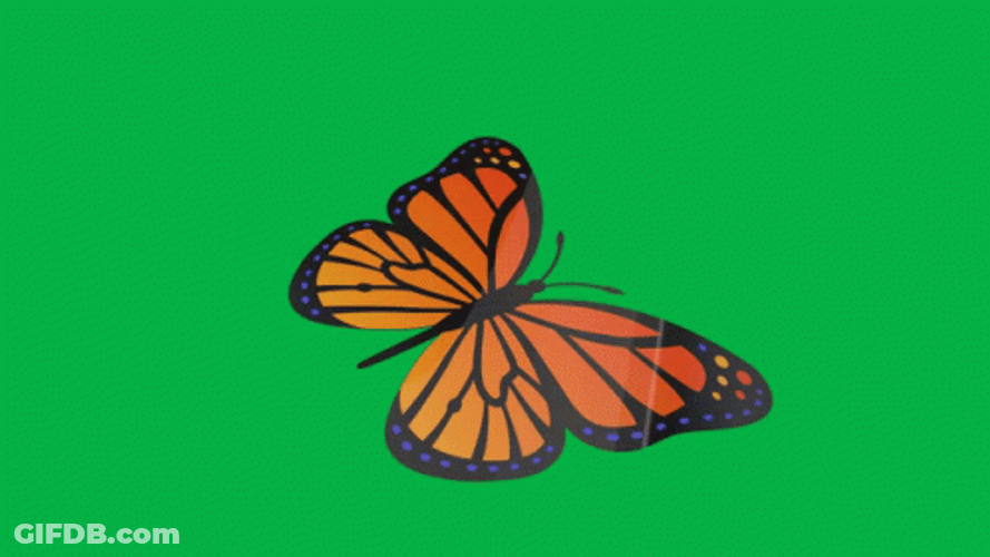 Butterfly Green Wall GIF