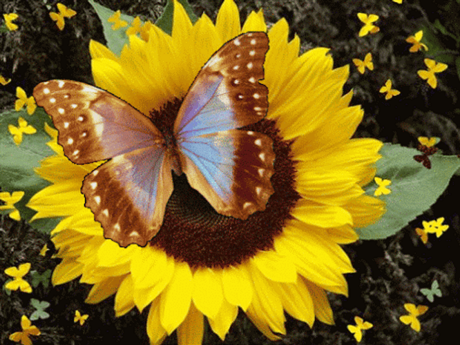 Butterfly In Sunflower GIF