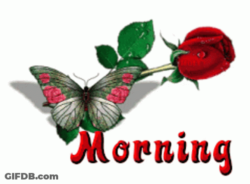Butterfly Next To Red Rose Morning GIF
