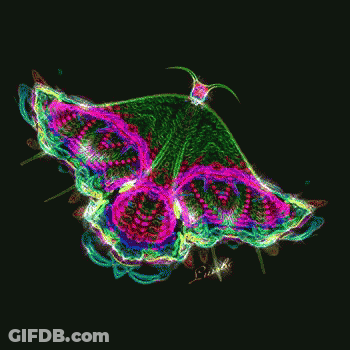 Butterfly On Black Background GIF