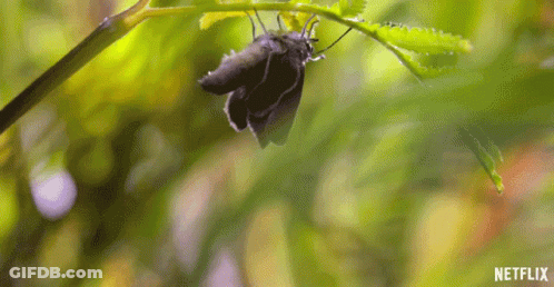 Butterfly On Green Leaf With Netflix GIF
