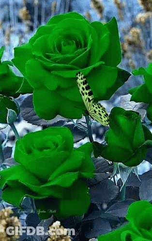 Butterfly On Green Rose GIF