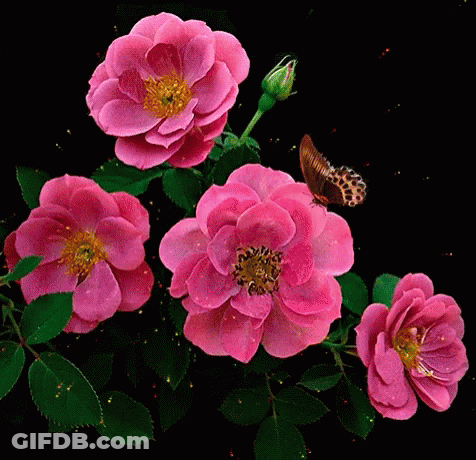 Butterfly On Pink Flower Black Background GIF