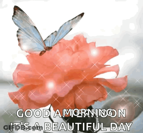 Butterfly On Pink Flower Good Morning Beautiful Day GIF
