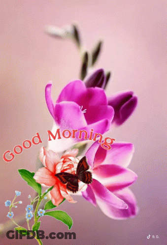 Butterfly On Pink Flower Saying Good Morning GIF