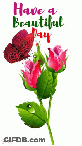 Butterfly On Pink Rose Saying Have A Beautiful Day GIF