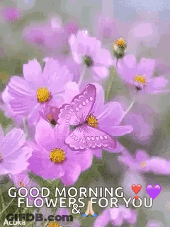 Butterfly On Purple Flower Good Morning GIF