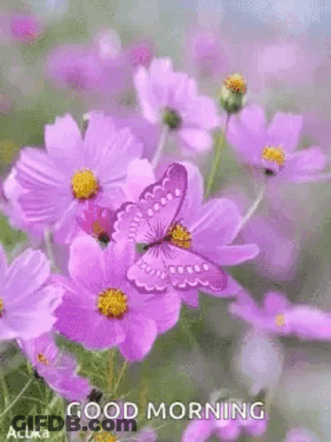 Butterfly On Purple Flower Saying Good Morning GIF