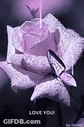 Butterfly On Purple Rose With Water Drops GIF