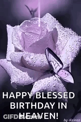 Butterfly On Purple Rose With Water Drops GIF