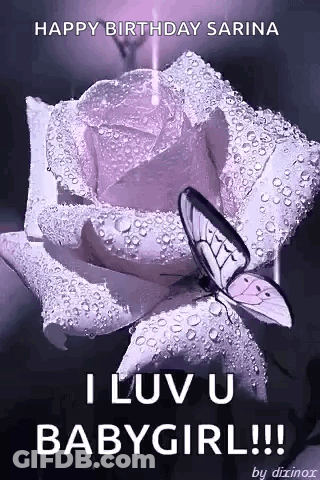 Butterfly On Purple Rose With Water Drops GIF