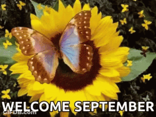 Butterfly On Sunflower Saying Welcome September GIF