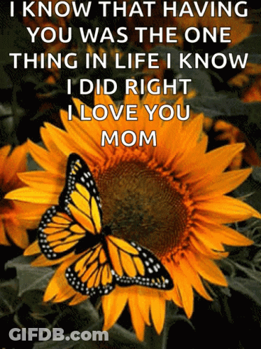 Butterfly On Sunflower With Quote GIF