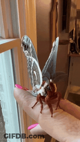 Butterfly On Woman's Finger With Pink Nails GIF