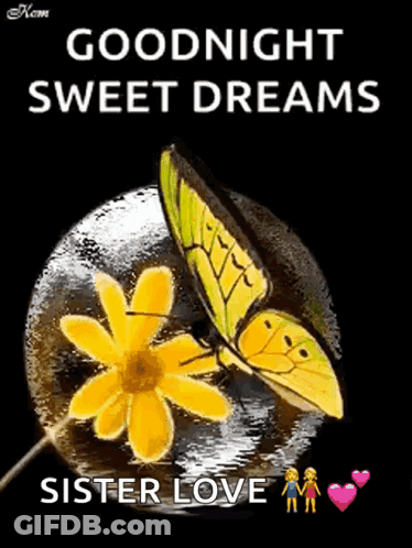 Butterfly On Yellow Flower Saying Goodnight Sweet Dreams Sister Love GIF