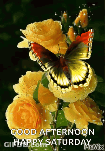 Butterfly On Yellow Rose Good Afternoon Happy Saturday GIF