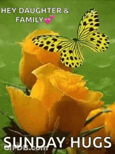 Butterfly On Yellow Rose With Sunday Hugs GIF