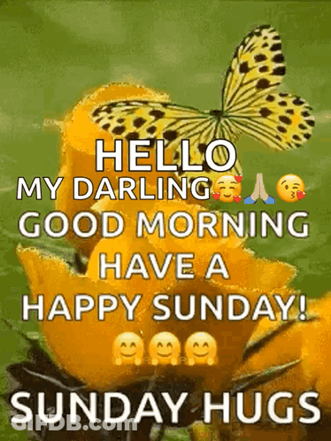 Butterfly Over Yellow Flower Saying Hello GIF
