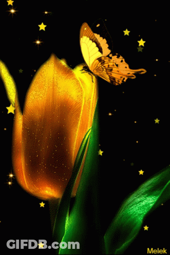 Butterfly Perched On Flower Melek GIF