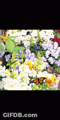 Butterfly Perched On Flower GIF