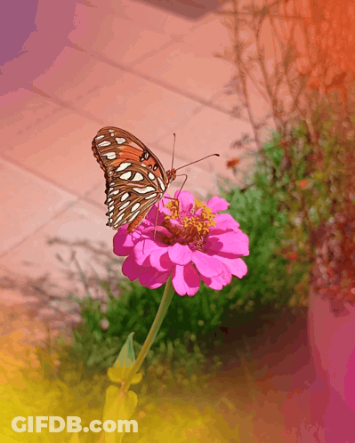 Butterfly Perched On Pink Flower With Yellow Center GIF