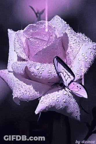 Butterfly Perched On Rose With Water Drops GIF
