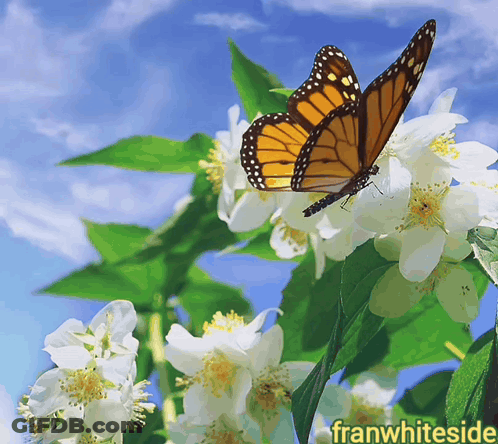 Butterfly Perched On White Flower Franwhiteside GIF