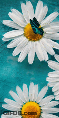 Butterfly Perched On White Flower GIF