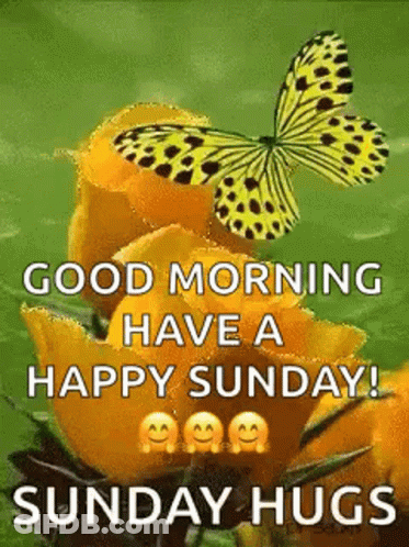 Butterfly Saying Good Morning Have A Happy Sunday GIF