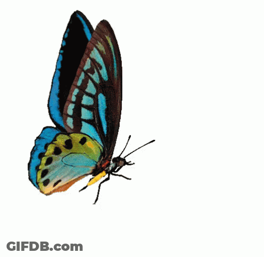 Butterfly Side View Wings GIF